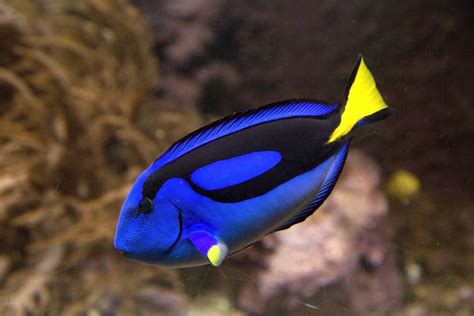 Facts About Regal Blue Tangs Live Science