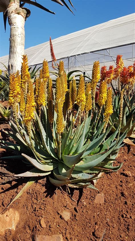 Aloe Hybrid In Flower Johans Hybrids July 2018 Aloe Plant Plant