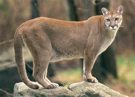 The Puma A Beautiful Wild Animal The Wildlife