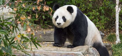 Panda And Friends Meet Our Playful Pandas At Adelaide Zoo
