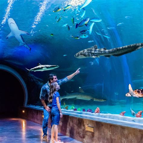 Top Aquariums To Visit Great Places To Travel Best Places To