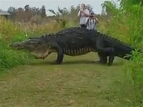 Massive Alligator Caught On Film Strolling Around Florida Reserve