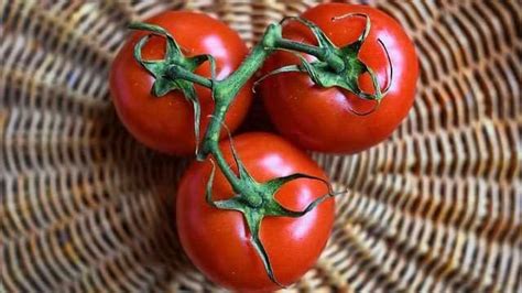 Genetically Engineered Spicy Tomatoes Technology Networks