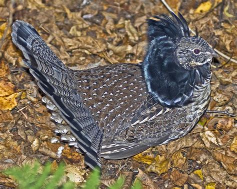 Wild In Pictures Ruffed Grouse Male In Full Courting Display And