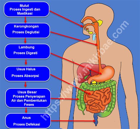 Diagram Alur Sistem Pencernaan Pada Manusia