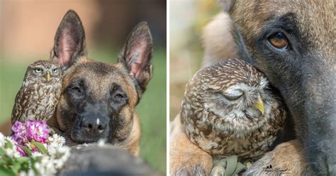 Ingo The Dog Has Made A Ton Of Friends Among Owls And Its Adorable
