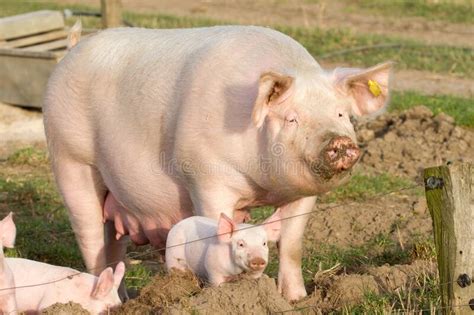 Breeding Sow With Her Piglets On An Outdoor Farm Stock Image Image Of