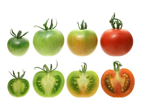 Flavor Is The Price Of Tomatoes Scarlet Hue Geneticists Say The New