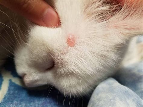 Bumps On Cat Skin