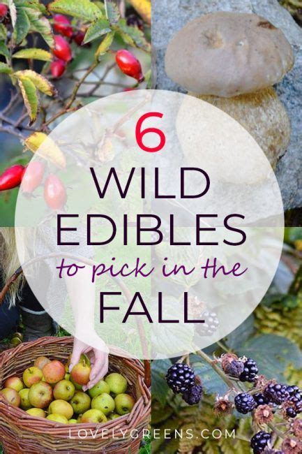 Wild Edibles In The Fall With Text Overlay That Reads 6 Wild Edibles To