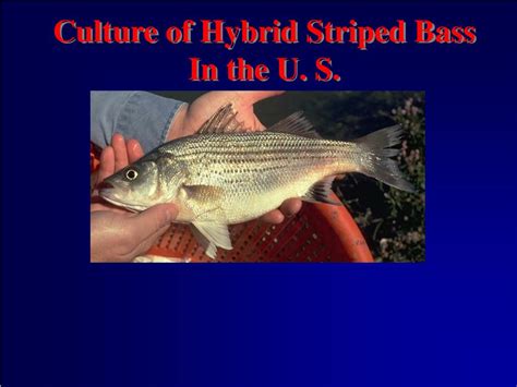 Ppt Hybrid Striped Bass Spawning Powerpoint Presentation Free Download Id 6711589