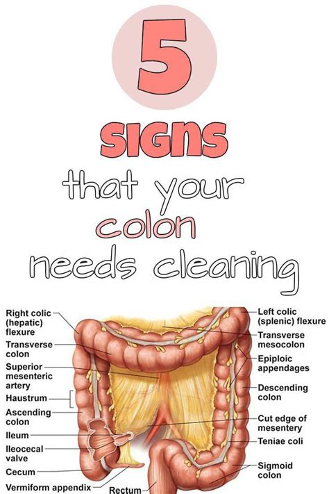 5 Signs That Your Colon Needs Cleaning Beauty In Love With Beauty