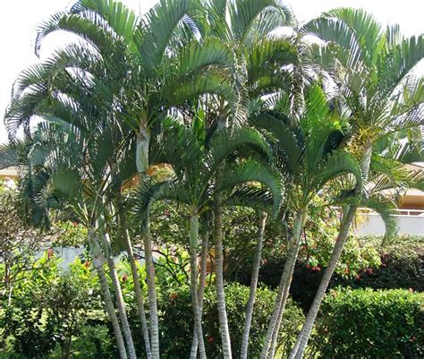 How To Grow Areca Palm Tree Dypsis Lutescens