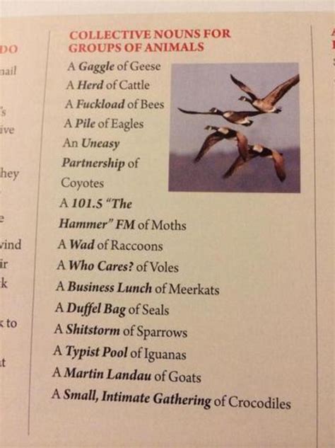 Animal group names date back to medieval times when a list of collective terms for animals first appeared in the book of saint albans, printed in 1486. This list of "collective nouns for animals" is amusingly ...