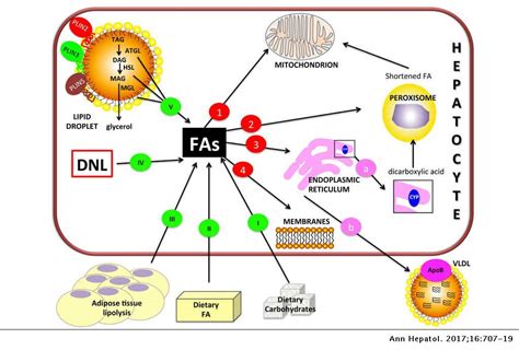 They supply energy and are used in the production of fats. Models of non-Alcoholic Fatty Liver Disease and Potential ...