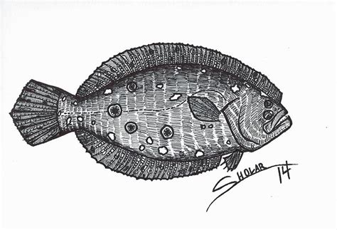Flounder Drawing By Alex Sholar