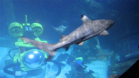 Sealife Aquarium At Legoland Ca Youtube