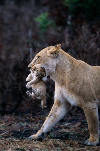 Lioness Carrying Cub Stock Photo Download Image Now Istock