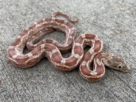 Leucistic Red Eye Texas Rat Snakes For Sale Snakes At Sunset
