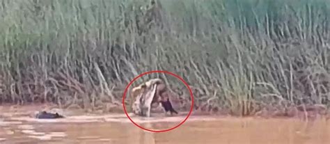 Harrowing Video Captures Moment Crocodile Drags Woman Into River Before