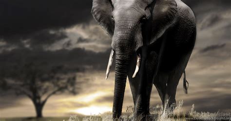 Elephant Kissing Hd Wallpapers Wallpaperss Hd Desktop Background