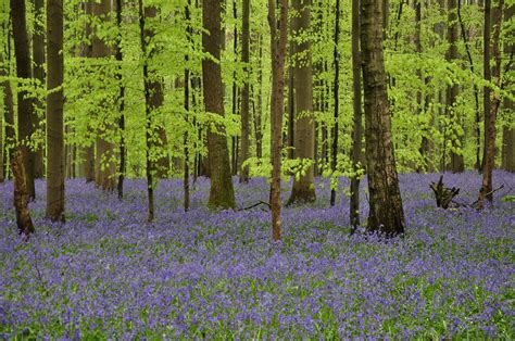 Once every year hallerbos forest turns into a magical blue carpet thanks to the many bluebells that start to blossom. Hallerbos Forest, Belgium | Bored Panda