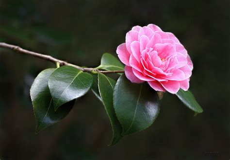 Pink Camellia Flower Photograph By Jennie Marie Schell