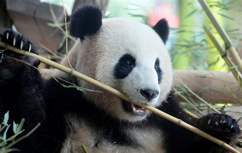 China Creates Solar Farm In Shape Of Giant Panda Hundreds More Planned