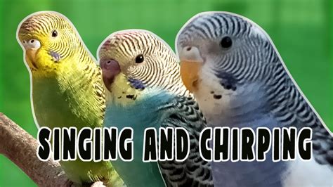 Happy Budgies Playing And Chirping And Singing 3 Hours Relaxing Birds Budgie Sound Happy