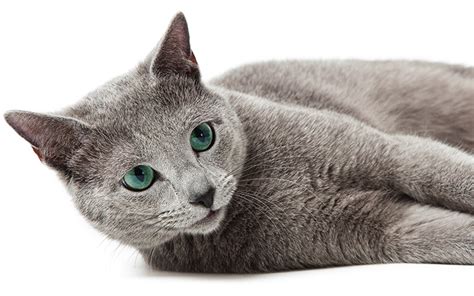 After all, they are members of the i got a white male kitten with blue eyes on christmas eve, its the 27th and he still doesn't have a name. Russian Blue Cat Names - 300 Brilliant Russian Cat Name Ideas