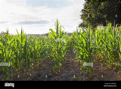 Young Maize Corn Mealie Plants Zea Mays Cereal Grain Staple