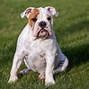English Bulldog Breed - Pooch'n Cat - Breed Information