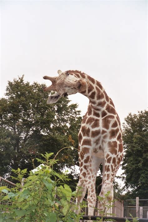 Giraffe Edinburgh Zoo This Baby Giraffes Mom Had Just Rec Flickr