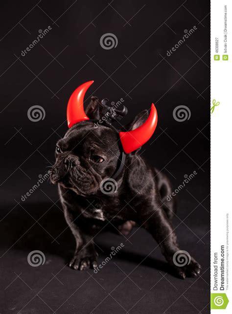 French Bulldog With Devil Horn Stock Image Image Of Black Doggy