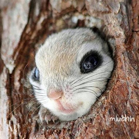 Siberian Flying Squirrel Pteromys Volans By Miuchin Flyingsquirrel