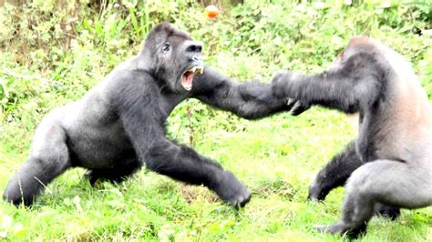 How Do Gorillas Get Enough Protein To Carry So Much Muscle Youtube