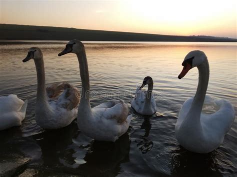 Hermosos Cisnes Salvajes Al Atardecer Foto De Archivo Imagen De Foto