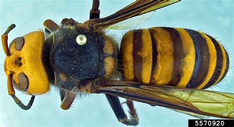Asian Giant Hornets A Concern For New York New York State Ipm Program