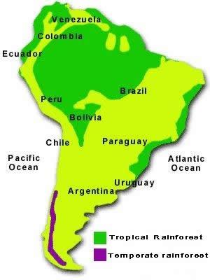 Plant diversity in tropical rain forests is very important. Amazon Rainforest Map