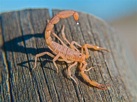 Most Common Scorpions You Ll Find In Arizona Gambaran