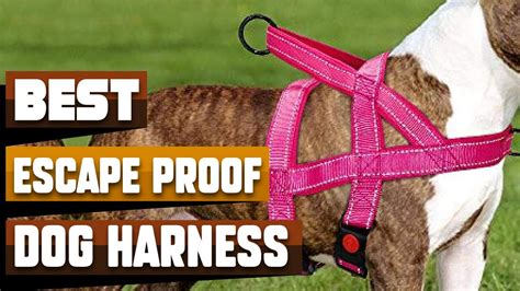 Best Escape Proof Dog Harness In 2024 Top 10 Escape Proof Dog