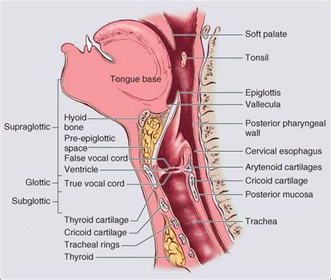 Image Result For Head And Neck Anatomy Throat Anatomy Anatomy