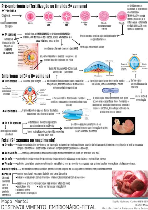Mapa Mental Anexos Embrionarios Modisedu