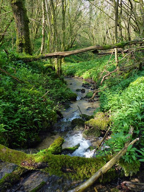 Photographs Of Midger Wood Nature Reserve Gloucestershire England