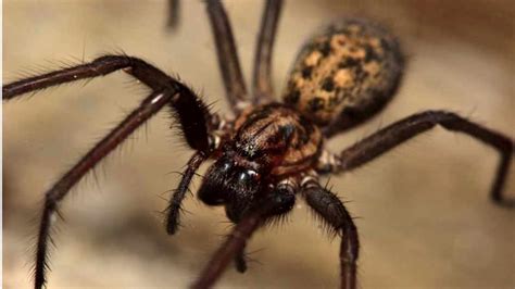 How Many Uk Spiders Are Actually Dangerous Bbc Science Focus Magazine