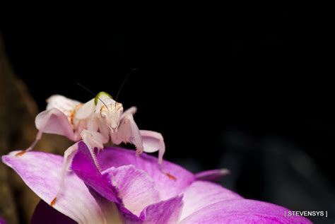 Kabar Dunia Keindahan Belalang Sembah Anggrekorchid Mantis Hymenopus