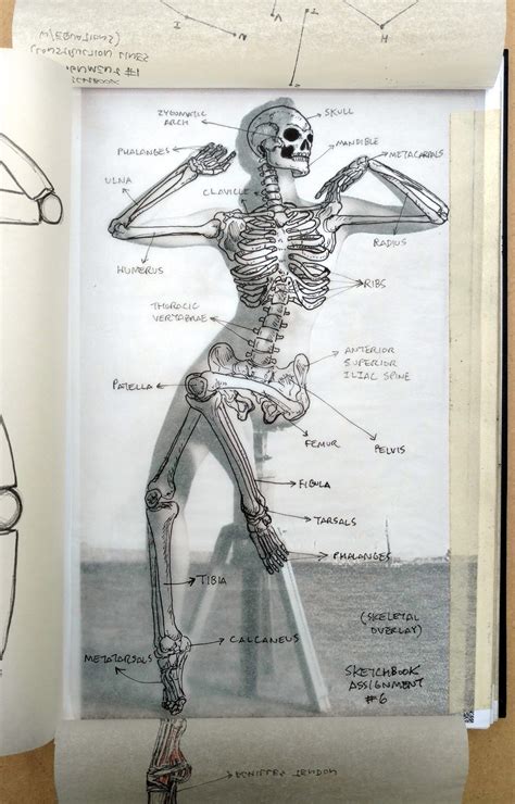 50 Mejores Imagenes De Anatomy Bones Anatomia Artistica Anatomia Images