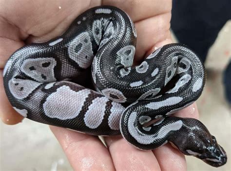 Black Ball Python Care Guide All Needs Faqs And Morph Types