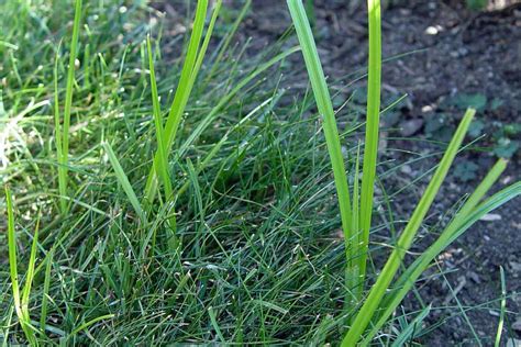Nutsedge The Lawn Invader Posing As Grass • Greenview