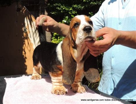 Canil Garras Silenciosos Vendas Filhotes Basset Hound Exóticos Orelhudos